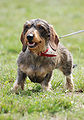 84px-Wire-haired_Dachshund_R_01.jpg