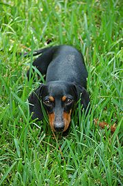 180px-Black-and-tan_smooth_Dachshund.jpg